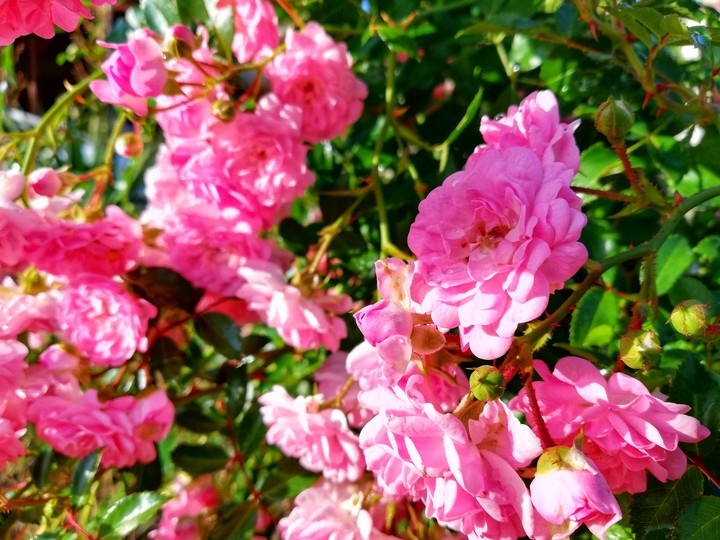 beautiful flowers