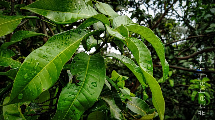 water drop on the leaf