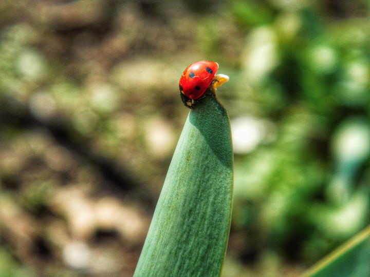 ladybug