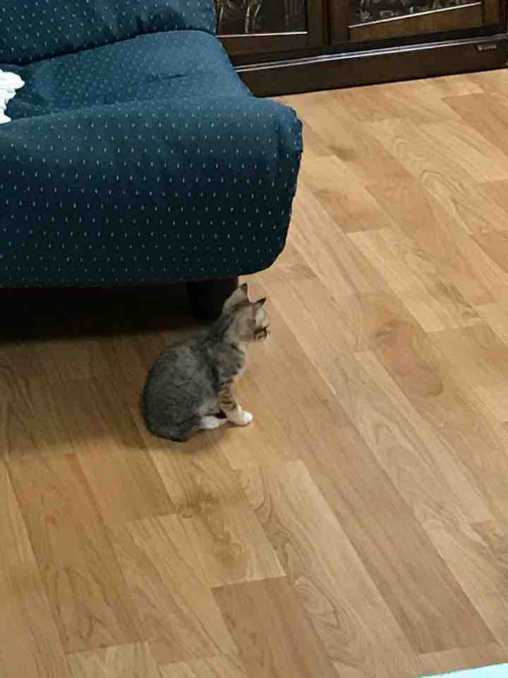 우리보리 애기시절