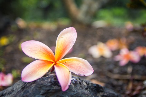 plant, petal wallpapers
