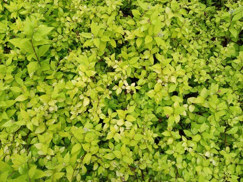 leaves