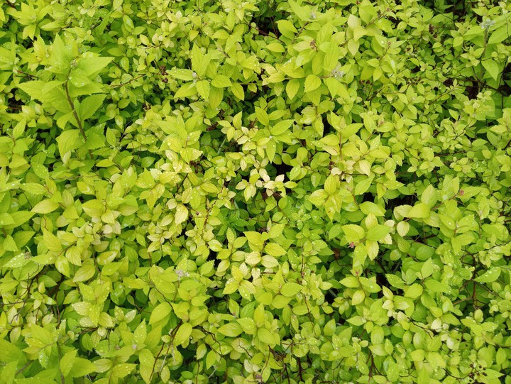 leaves