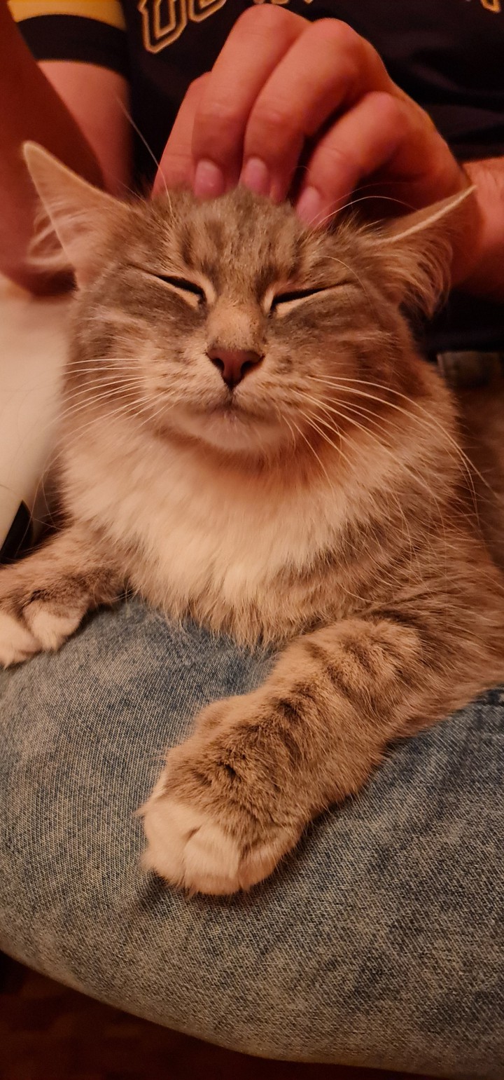 Кошечка