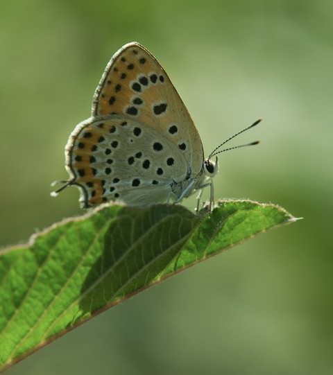 ταπετσαρίες aricia, insect