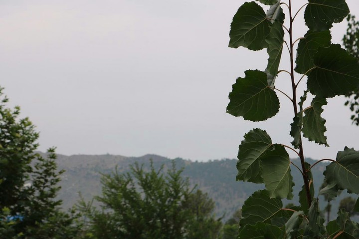 near seen lof n leaf