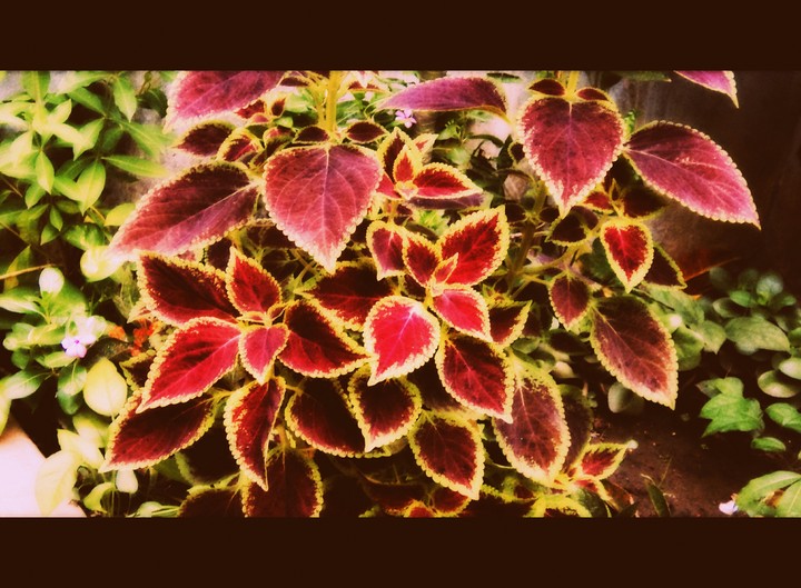 Deep red leaves