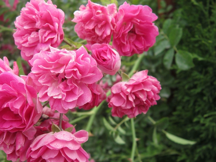 Rosa Blume