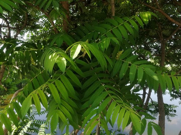 дерево, tree