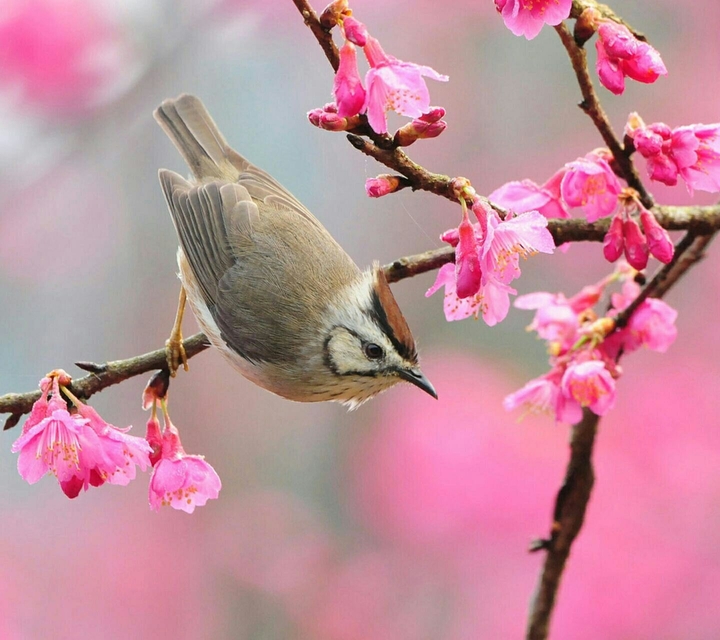 Perching Bird.