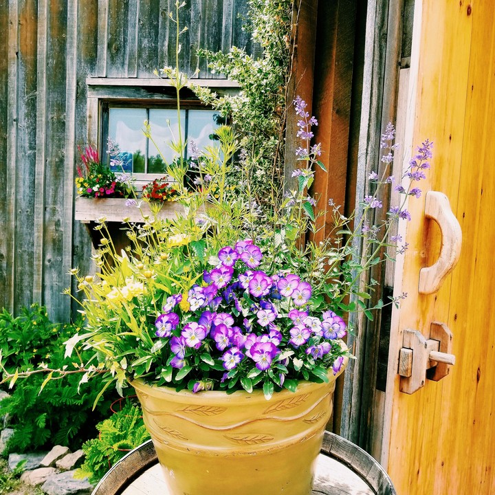 Flowers at the Winery
