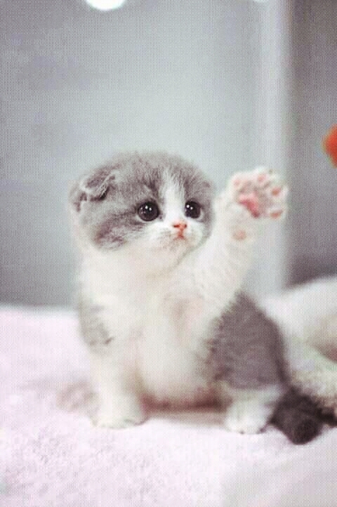Sweet Cat