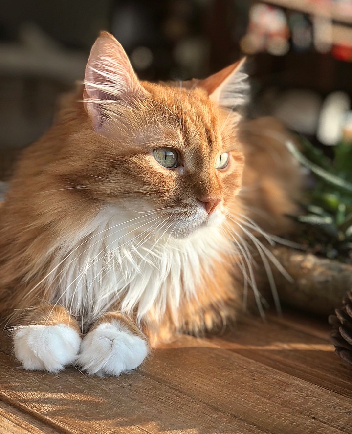 cat kedi