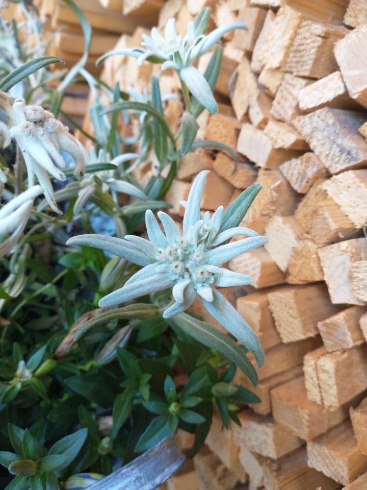 Stella Alpina