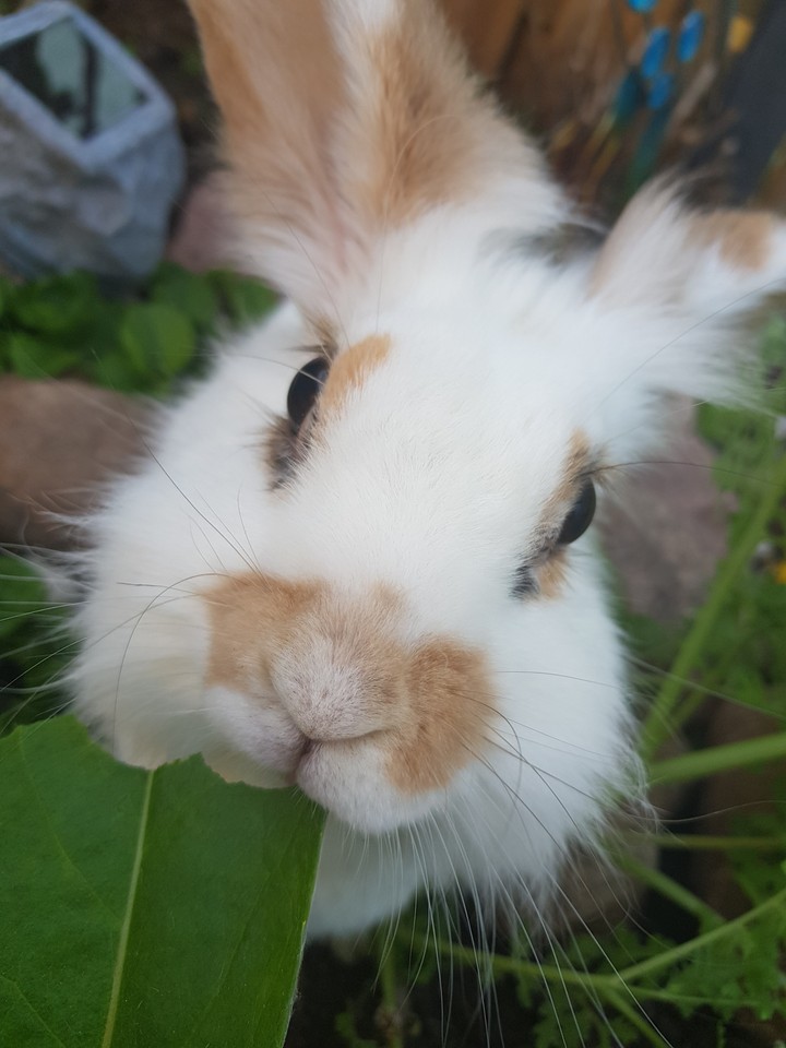 animal rabbit