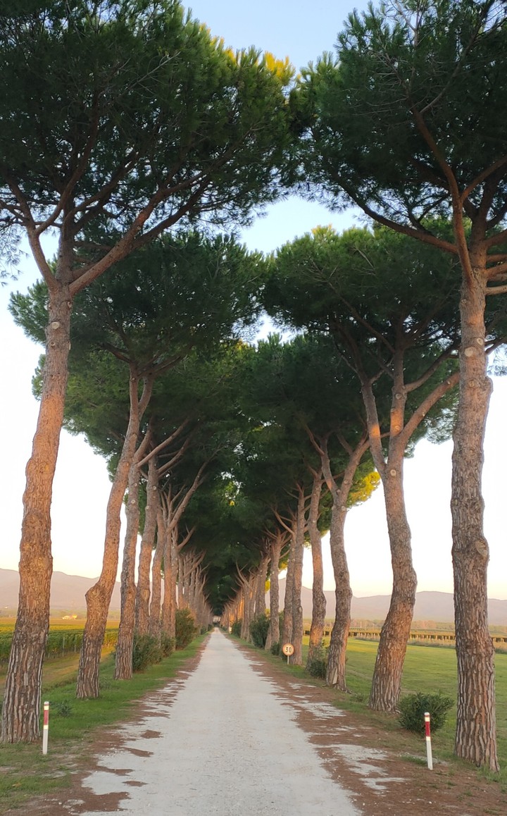 TREES