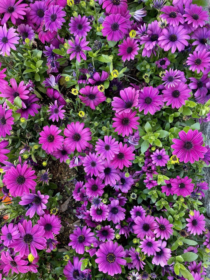 flower1