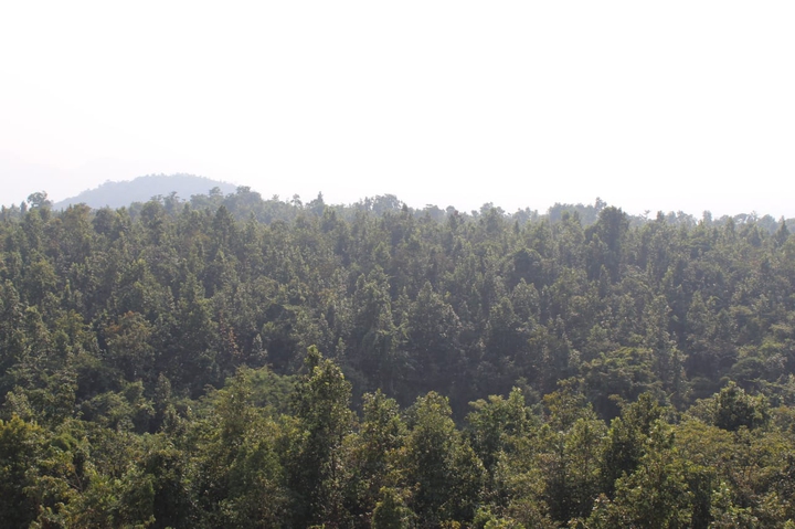 As far as you can see...only Trees...