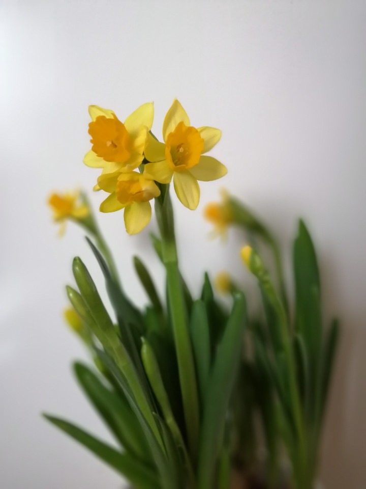 narcissen
