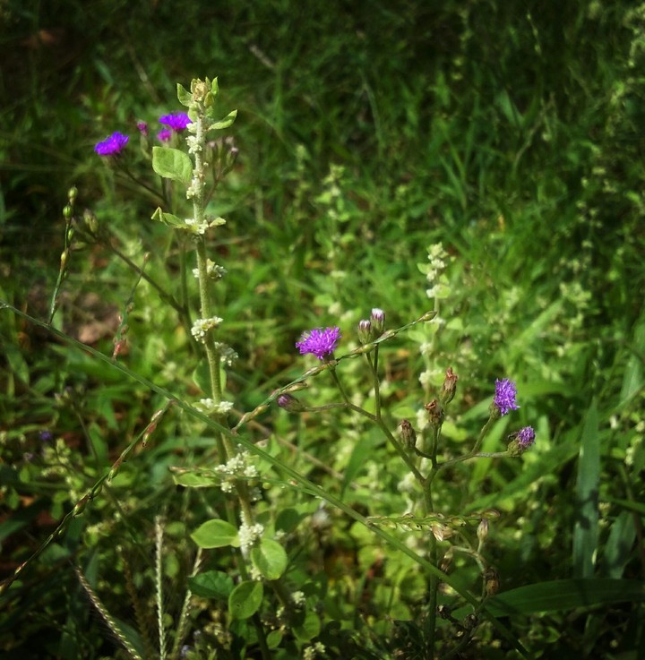 Nature