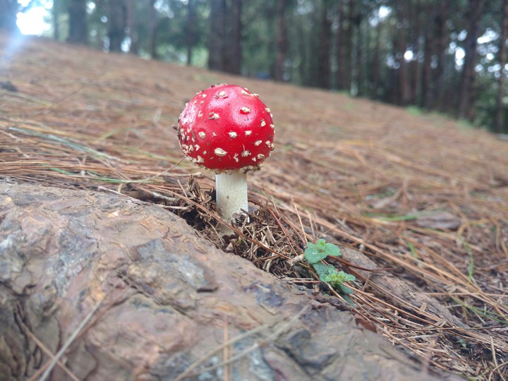 mashroom