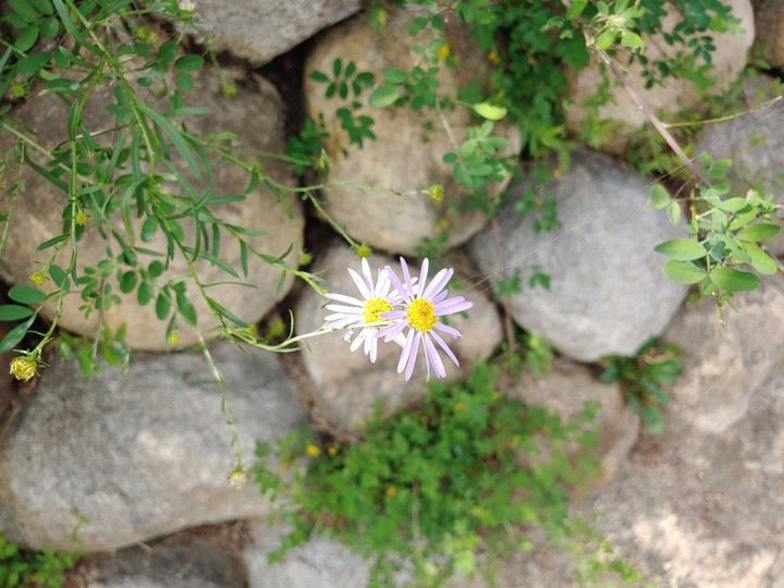 바위 꽃