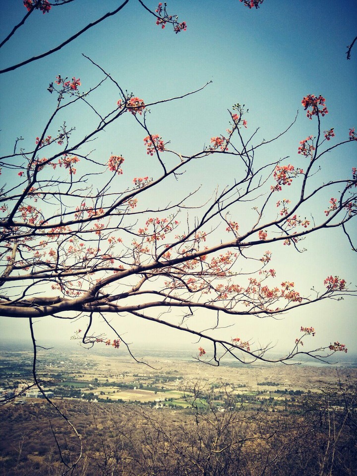 tree