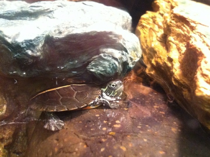 baby turtle