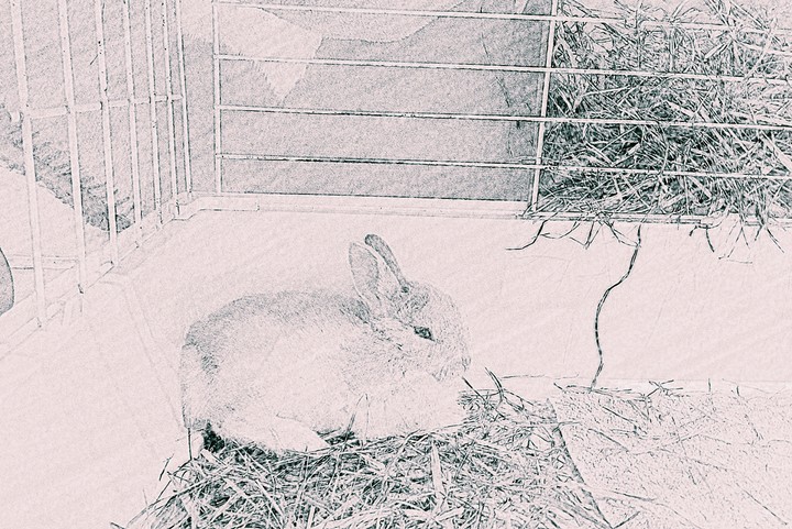 conejo bebe