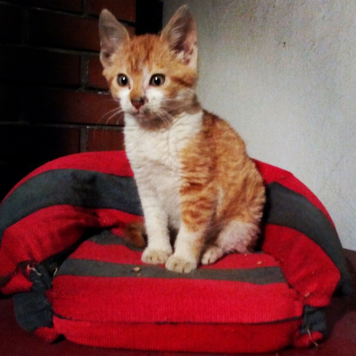 cat Flekica