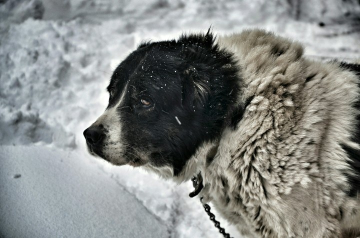 dog