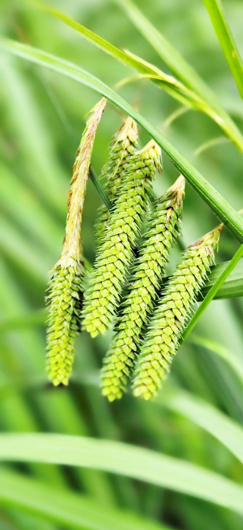 sedges, gnetophytes duvar kağıtları