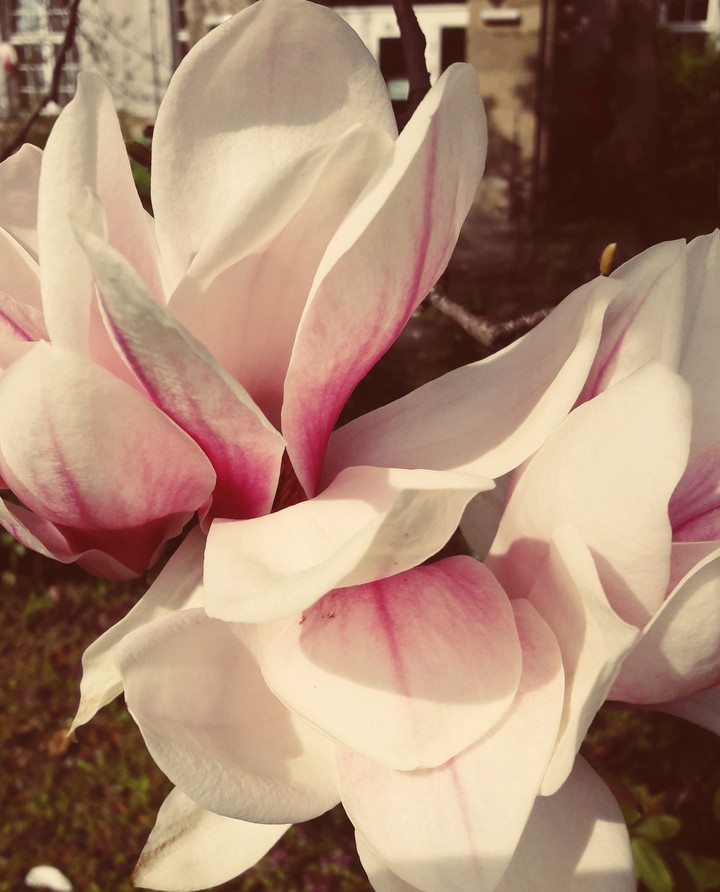 Magnolia 8