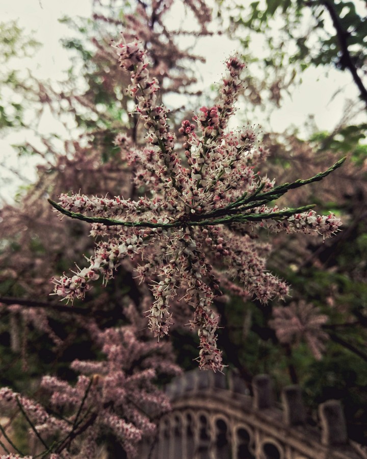 Cool plant