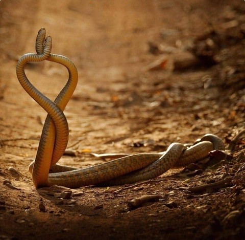 Two Snakes