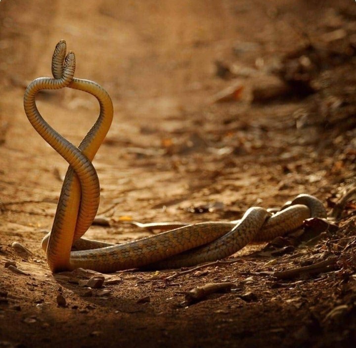 Two Snakes
