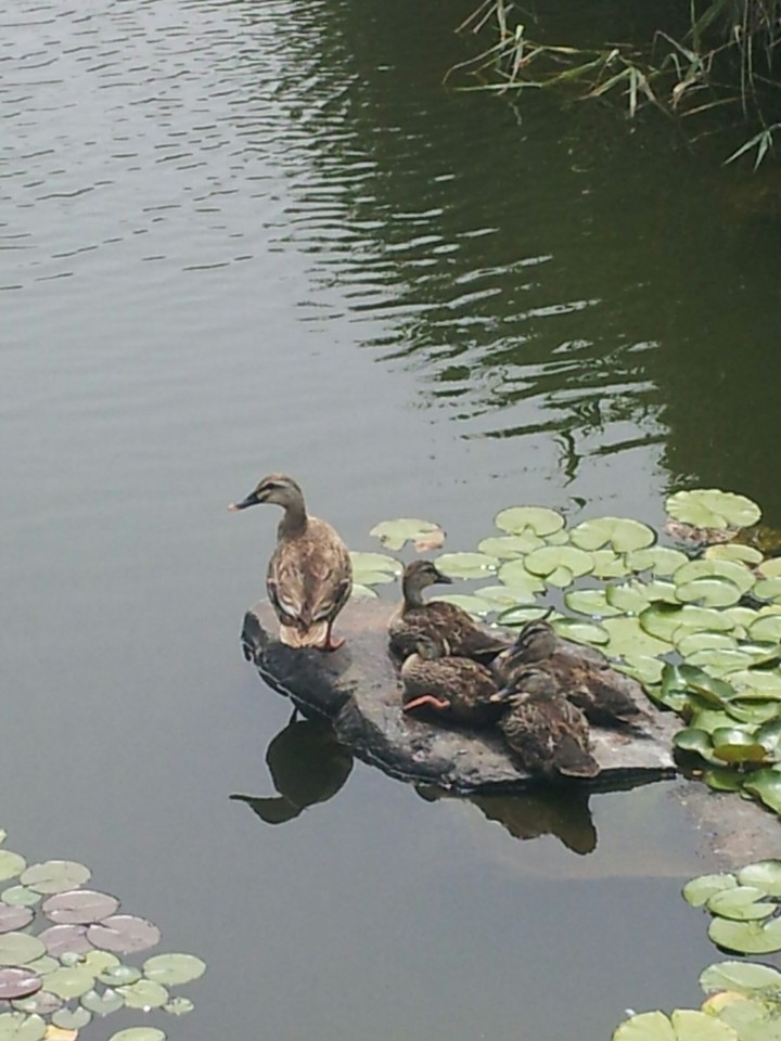 오리가족