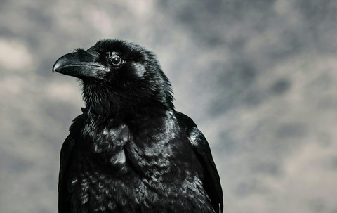black bird