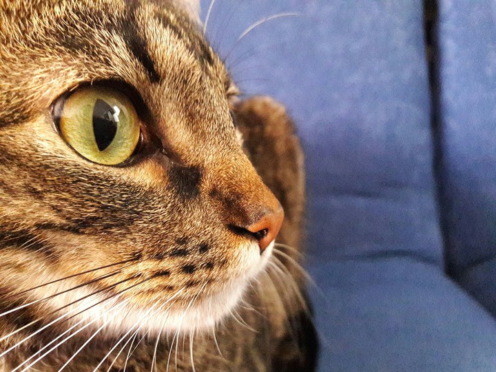 cat