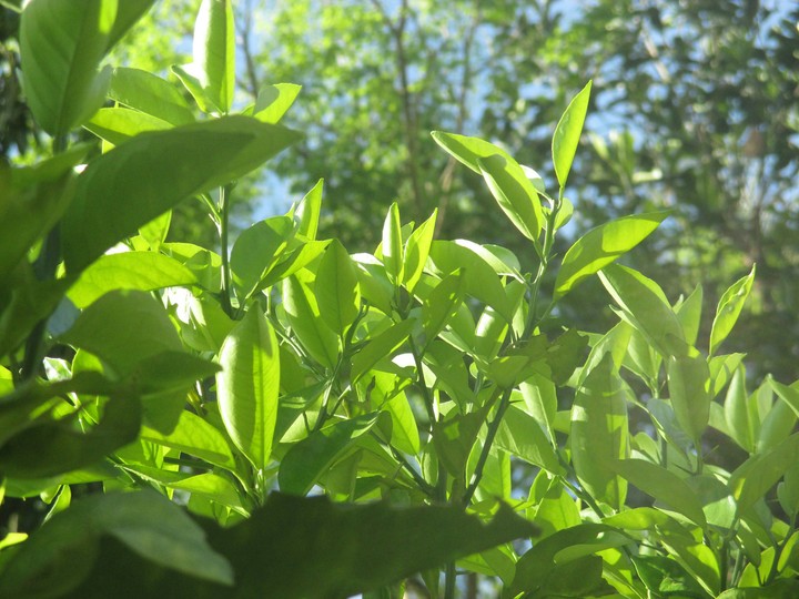 Evening Shot...#my garden moments