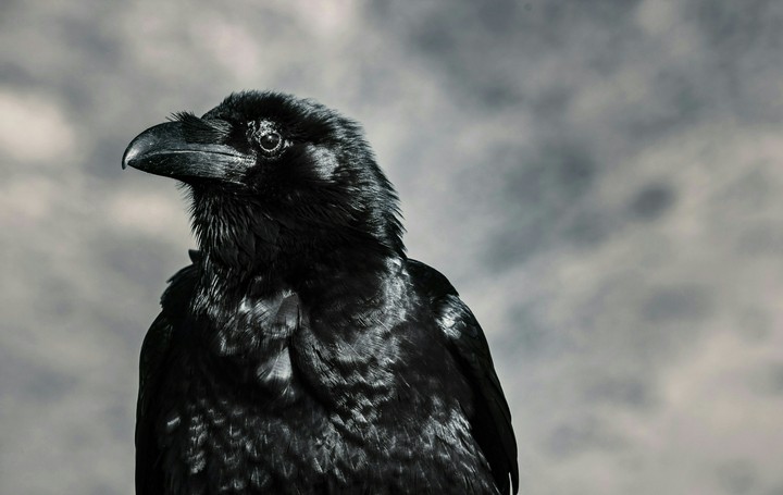 black bird