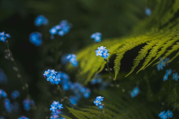 Spring flowers