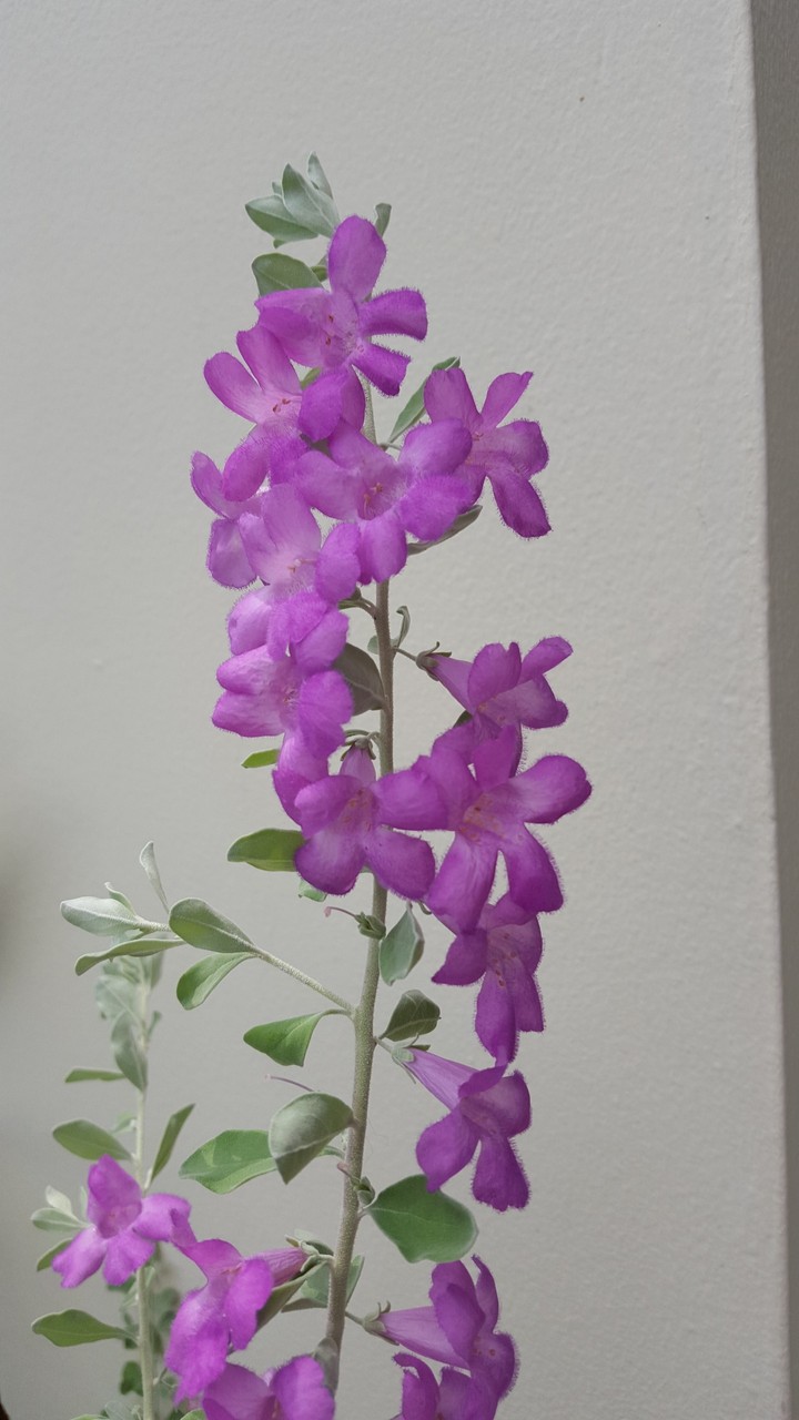 purple in nature