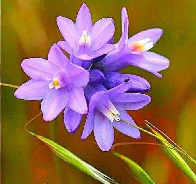 Purple flowers