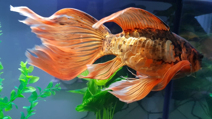 carp