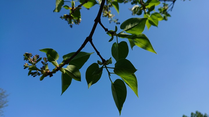 Leaves