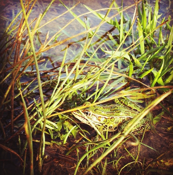 Frog