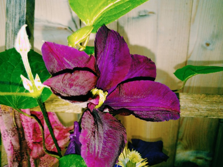A little bit of purple ?