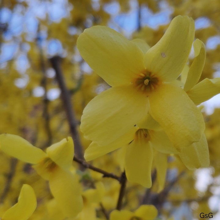 Forsythia koreana flower