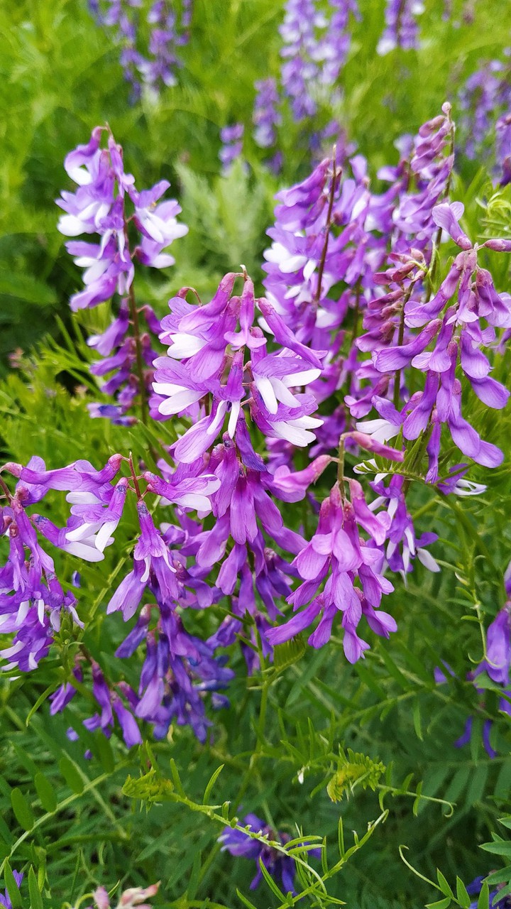 flover